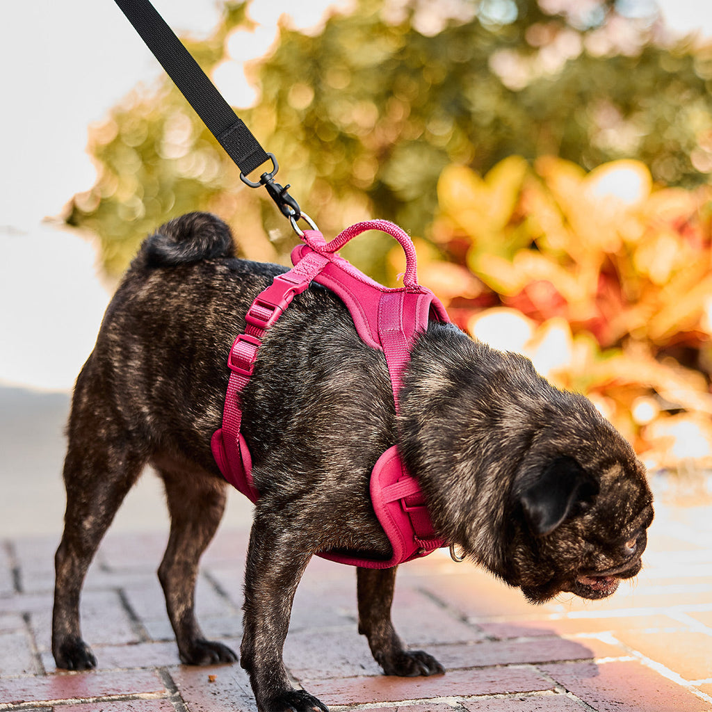 Small Dog Leash - Storming Gravity