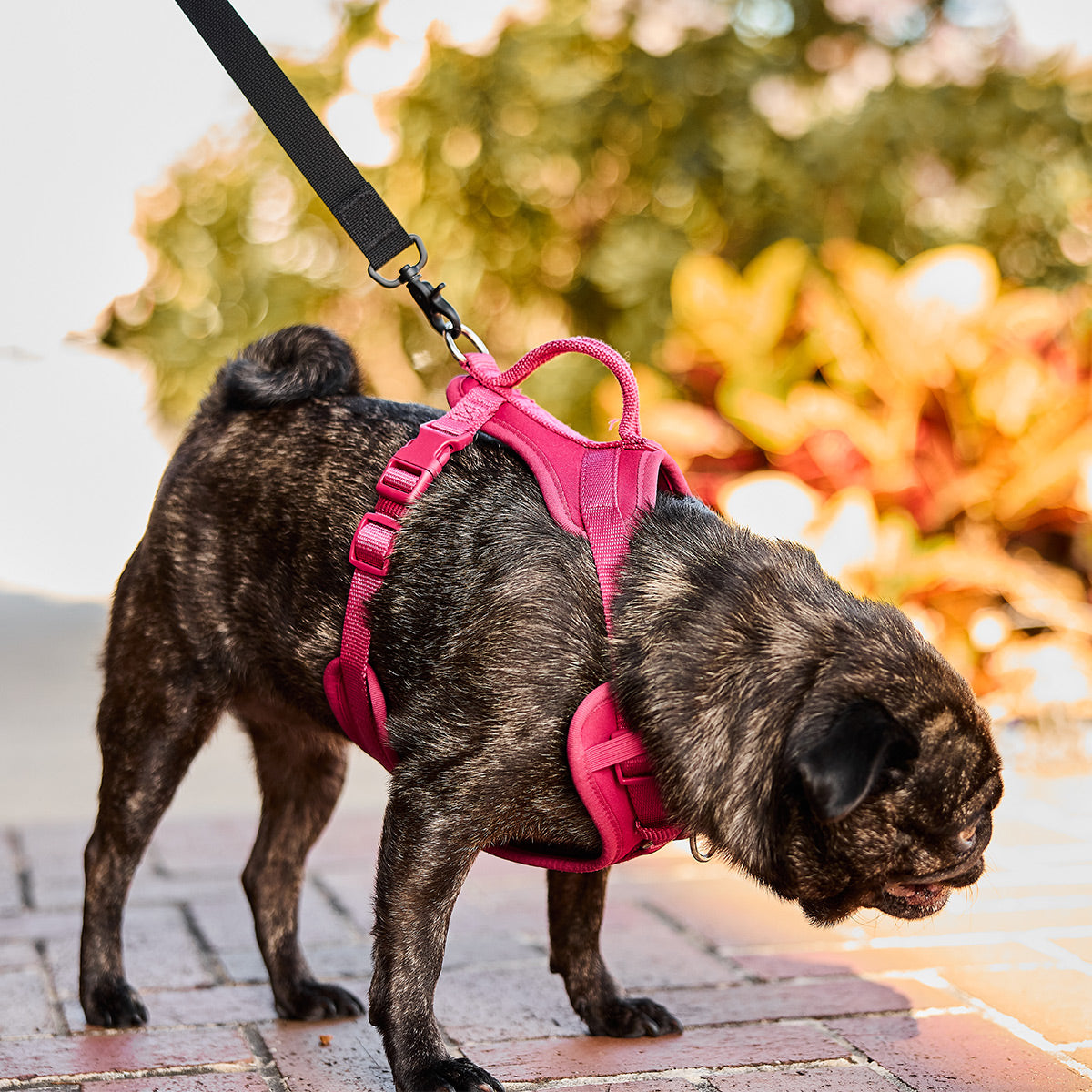 Small Dog Leash - Storming Gravity
